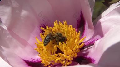 蜂蜜蜜蜂粉红色的花树<strong>牡丹</strong>收集蜂蜜花粉